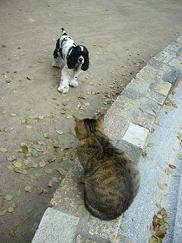 ebisu_20061112.neko.jpg