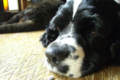 ebisu_20061113.fuyu.jpg