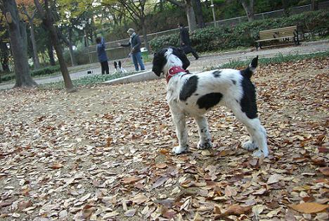 ebisu_20061228.a.jpg
